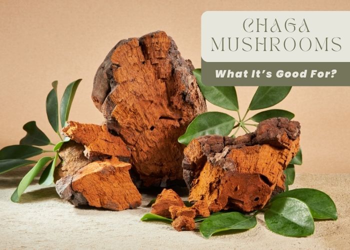Chaga Mushrooms