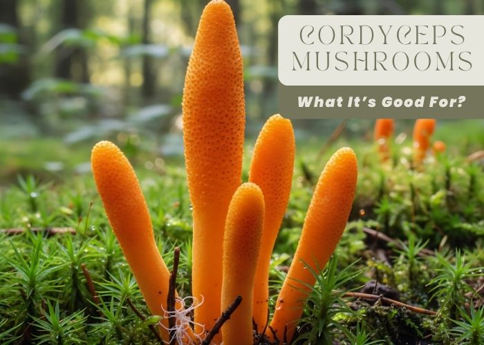 Cordycepts Mushrooms