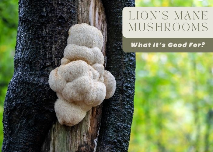Lion's Mane Mushrooms