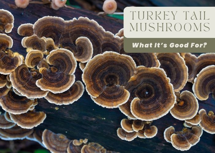 Turkey Tail Mushrooms